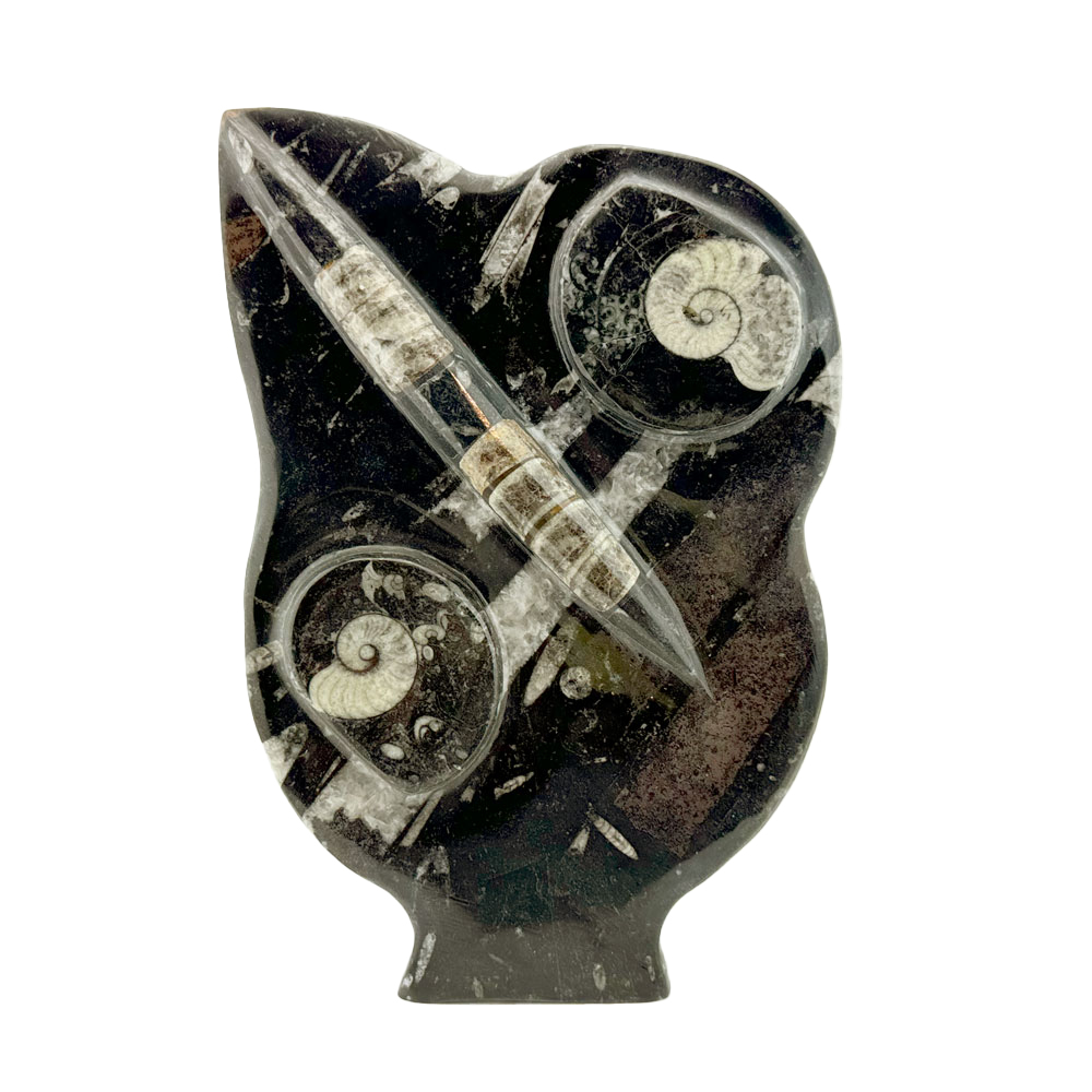 アンモナイトオルソセラス（黒）　モロッコ産